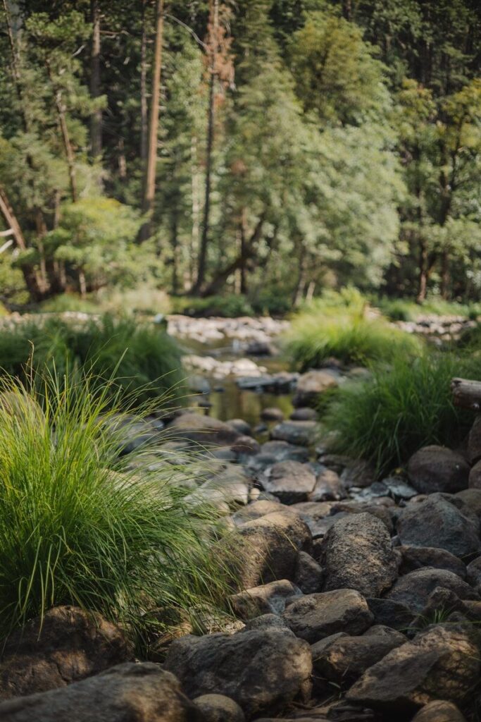 a stream running through a lush green forest